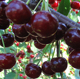 Дюк 'Кормилица'