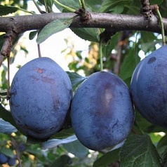 Слива 'Чернослив'