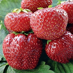 Земляника (клубника) 'Вима Занта'