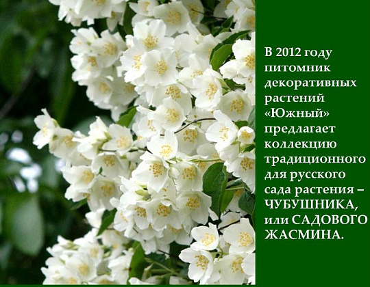 Фотоальбом Сорта Жасмина садового (чубушника) - Презентация Коллекция жасмина садового - 1