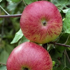 Яблоня домашняя 'Болотовское'