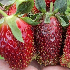 Земляника (клубника) 'Купчиха'