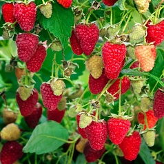 Малина 'Рубиновое ожерелье'