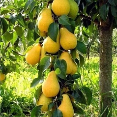 Груша колоновидная 'Декора'