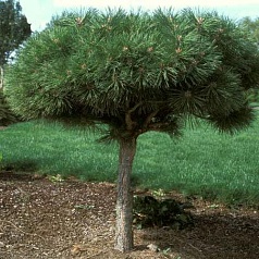 Сосна черная 'Брепо'