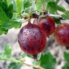 Крыжовник 'Финик'