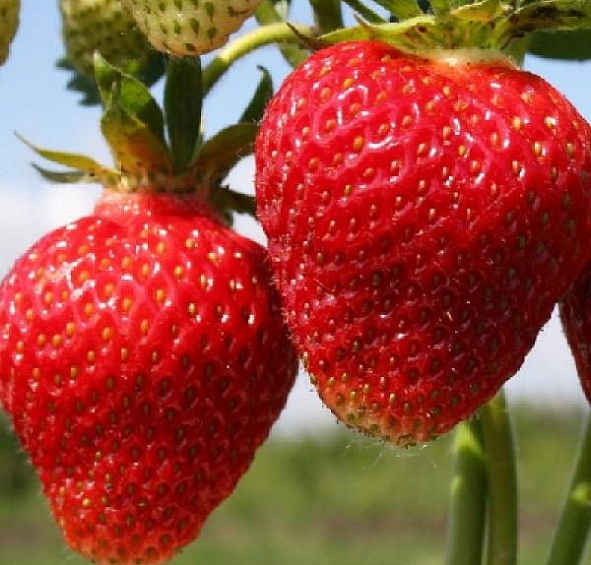 Земляника (клубника) 'Фестивальная ромашка'