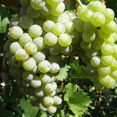 Виноград 'Цветочный'