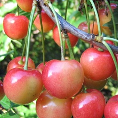 Черешня 'Ранняя розовая'