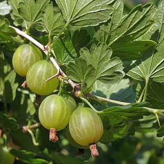 Крыжовник 'Уральский виноград'