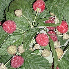 Малина 'Королевский пингвин'