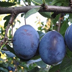 Слива 'Стенлей'