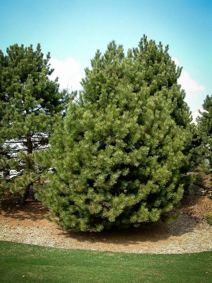 Сосна Черная (Pinus nigra)