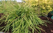 Туя складчатая 'Кагерс Бьюти'