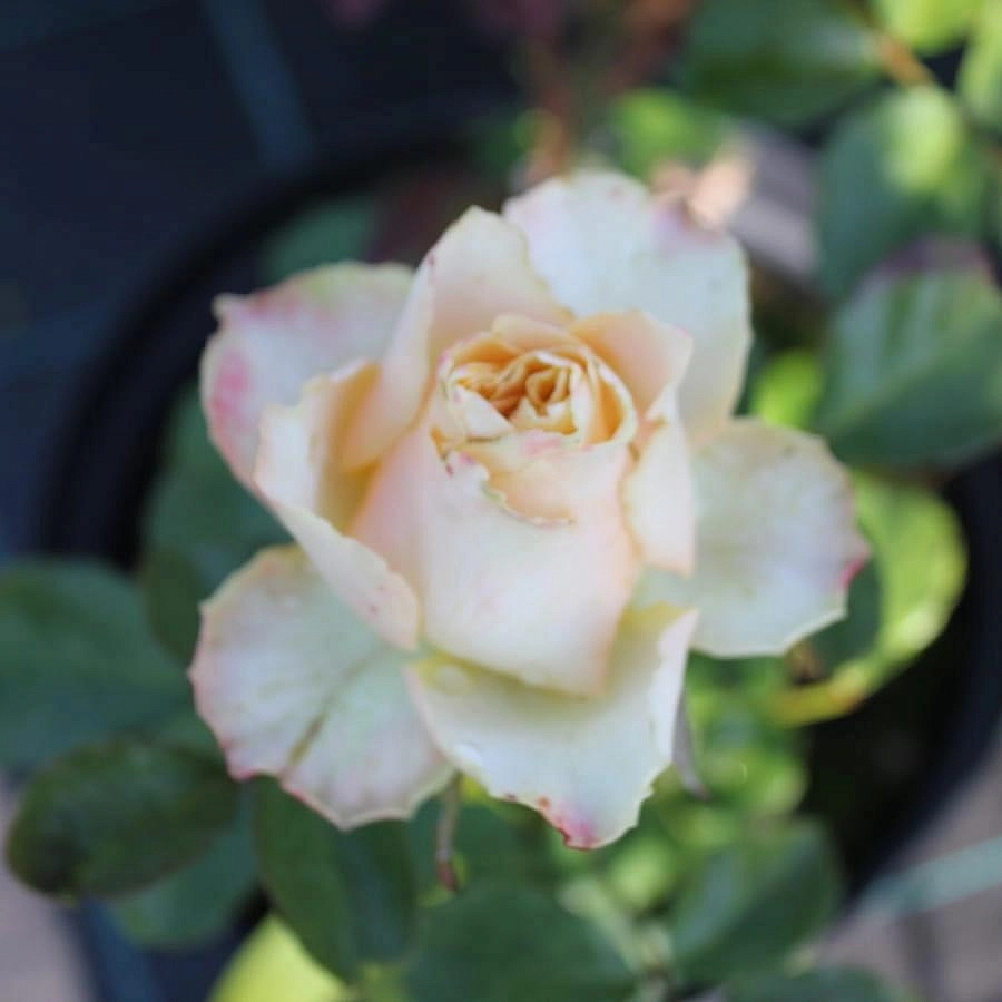 Роза 'Абрахам Дерби' (парковая, шраб) (персиковая)