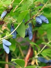 Жимолость съедобная 'Герда'