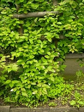 Актинидия Коломикта 'Длиннокистистная'