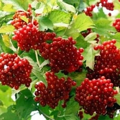 Калина плодовая 'Ленинградская'