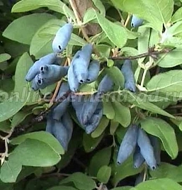 Жимолость съедобная 'Бархатная'