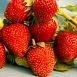 Земляника садовая (клубника) Брайтон Земляника садовая (клубника) Брайтон