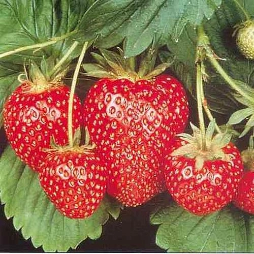 Земляника (клубника) 'Виктория'