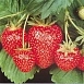 Земляника (клубника) 'Виктория'