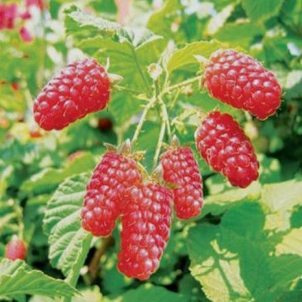 Малина 'Патриция'