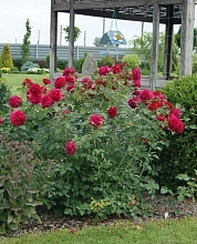 Роза 'Дарси Басселл' (парковая) (малиновая)