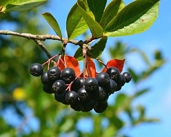 Рябина черноплодная (арония) 'Черноокая'