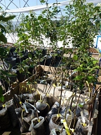 Яблоня Звездочка