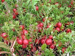 Клюква Стивенс (Stevens)