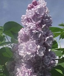 Сирень обыкновенная 'Михаил Ломоносов' (светло -розовая)