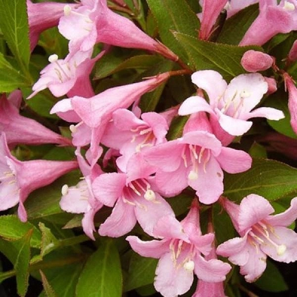 Вейгела цветущая 'Пинк Поппет'