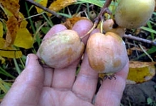 Актинидия гибридная 'Колбасиной'