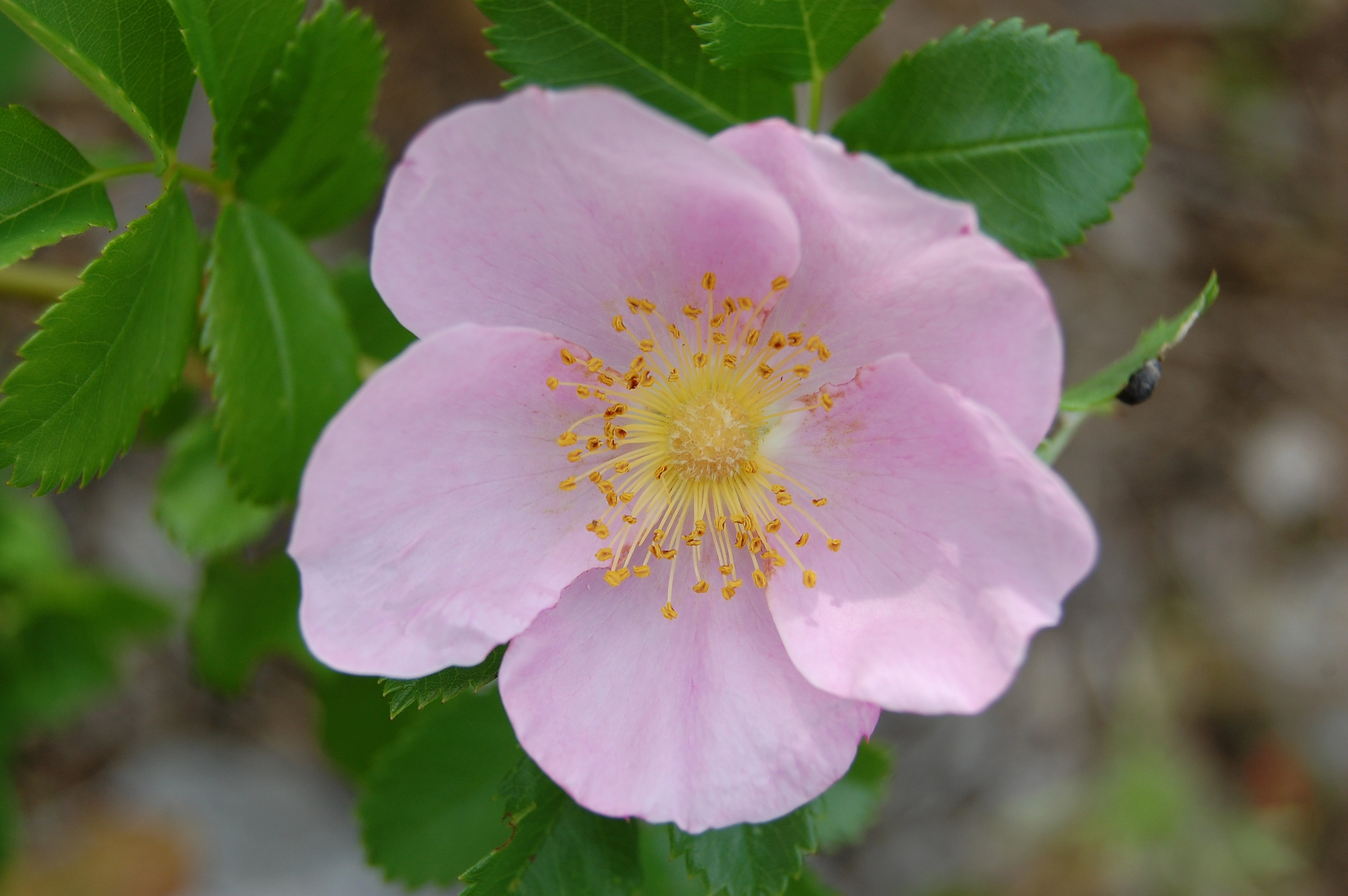 Роза каролинская (шиповник каролинский) (розовая)