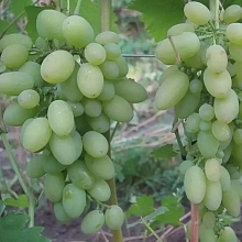 Виноград 'Огуречный Новый'