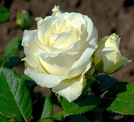 Роза 'Аваланж' (чайно-гибридная) (белая)