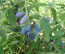 Жимолость съедобная 'Лакомка'