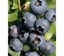 Голубика высокорослая 'Элизабет'