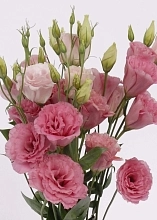 Семена Эустома