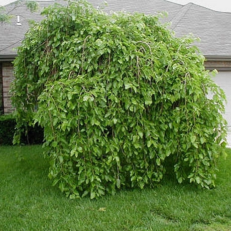 Шелковица белая 'Пендула'