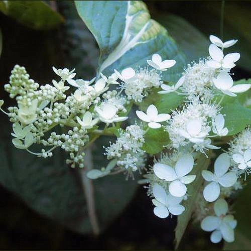 Гортензия метельчатая 'Флорибунда'