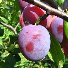 Слива 'Кооперативная'