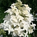 Гортензия метельчатая 'Меджикал Старлайт'