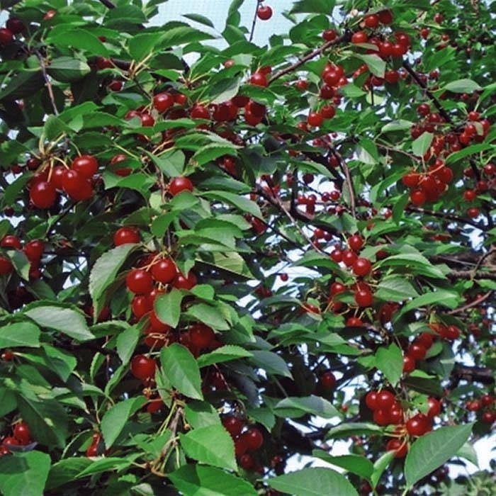 Вишня обыкновенная 'Любская'