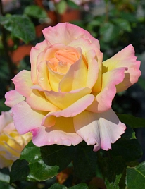 Роза 'Пис' (чайно-гибридная) (желтая)