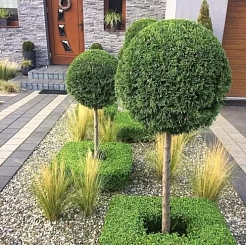 Туя западная 'Колумна' шар