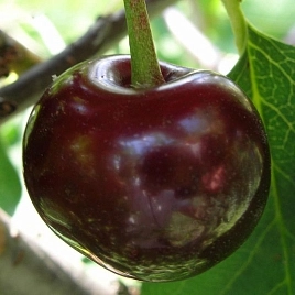 Вишня Встреча