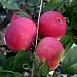 Яблоня домашняя 'Малиновка'