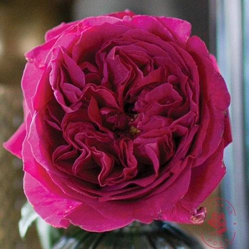Роза 'Кейт' (чайно-гибридная)(пурпурно-малиновая)